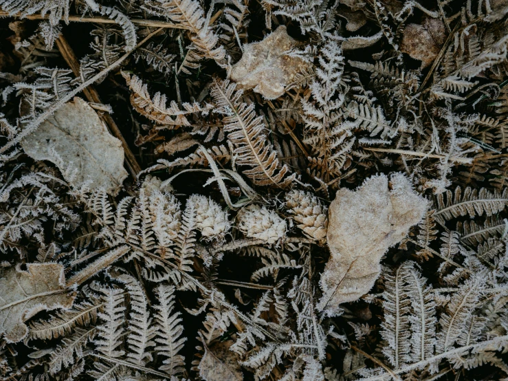 the floor is covered with ice and brown foliage