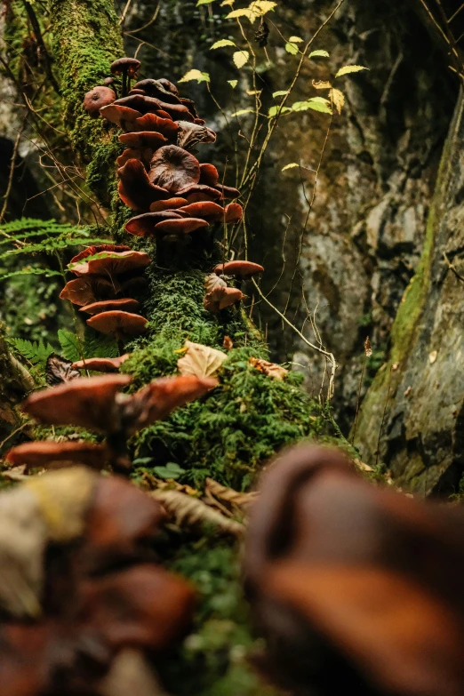 small moss covered trees sit near the rocky rocks