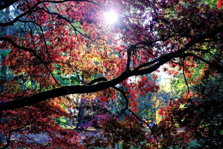 a beautiful tree with red leaves in the rain