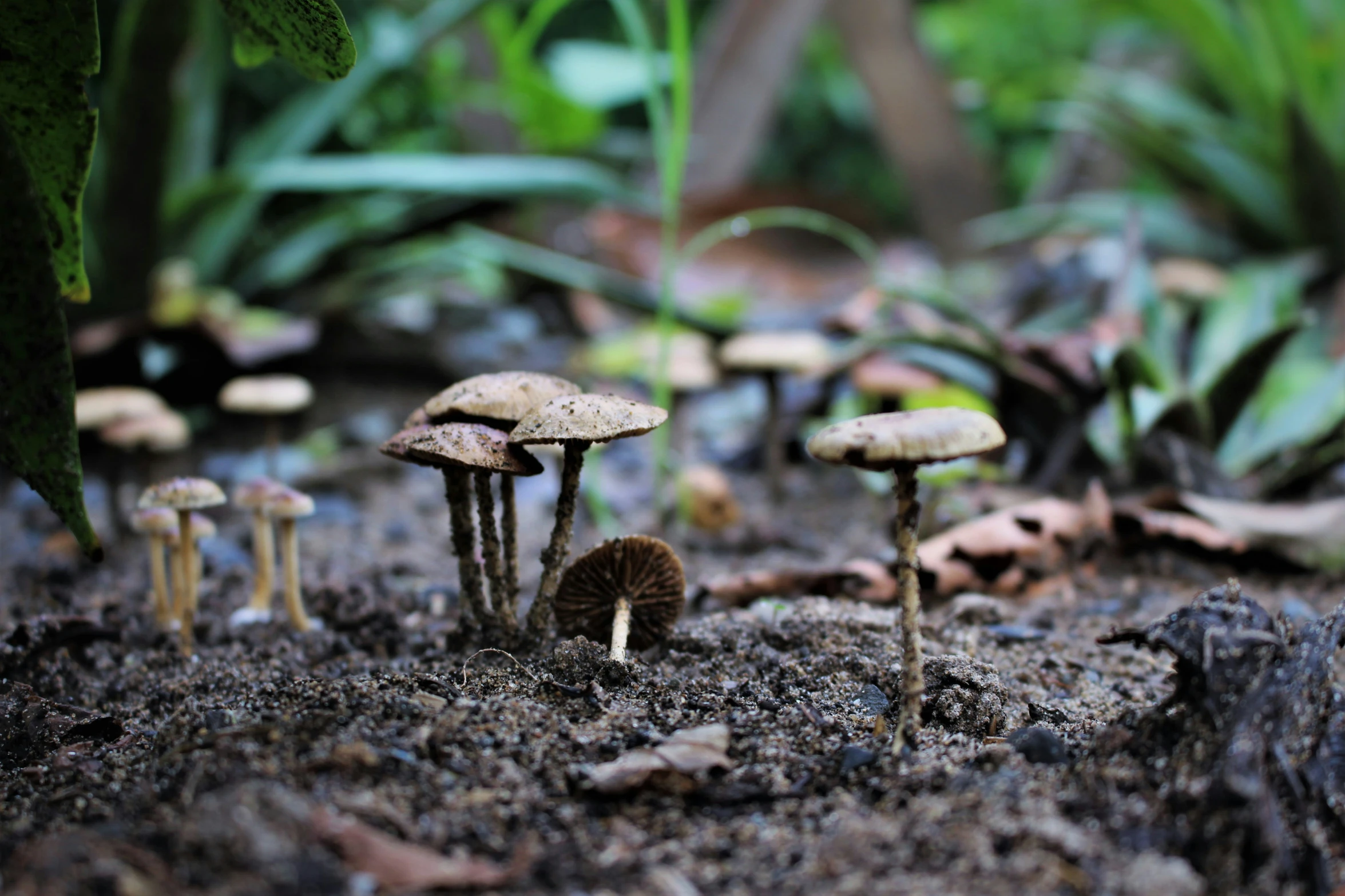 a group of mushrooms are shown in the dirt