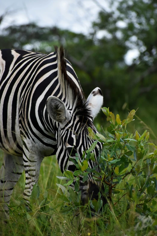 a ze grazes on some tall green grass