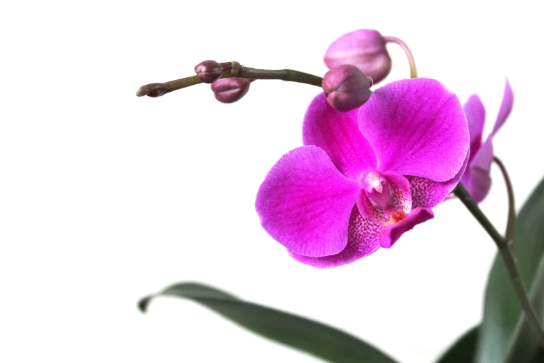 purple flower with green stem and large open flowers