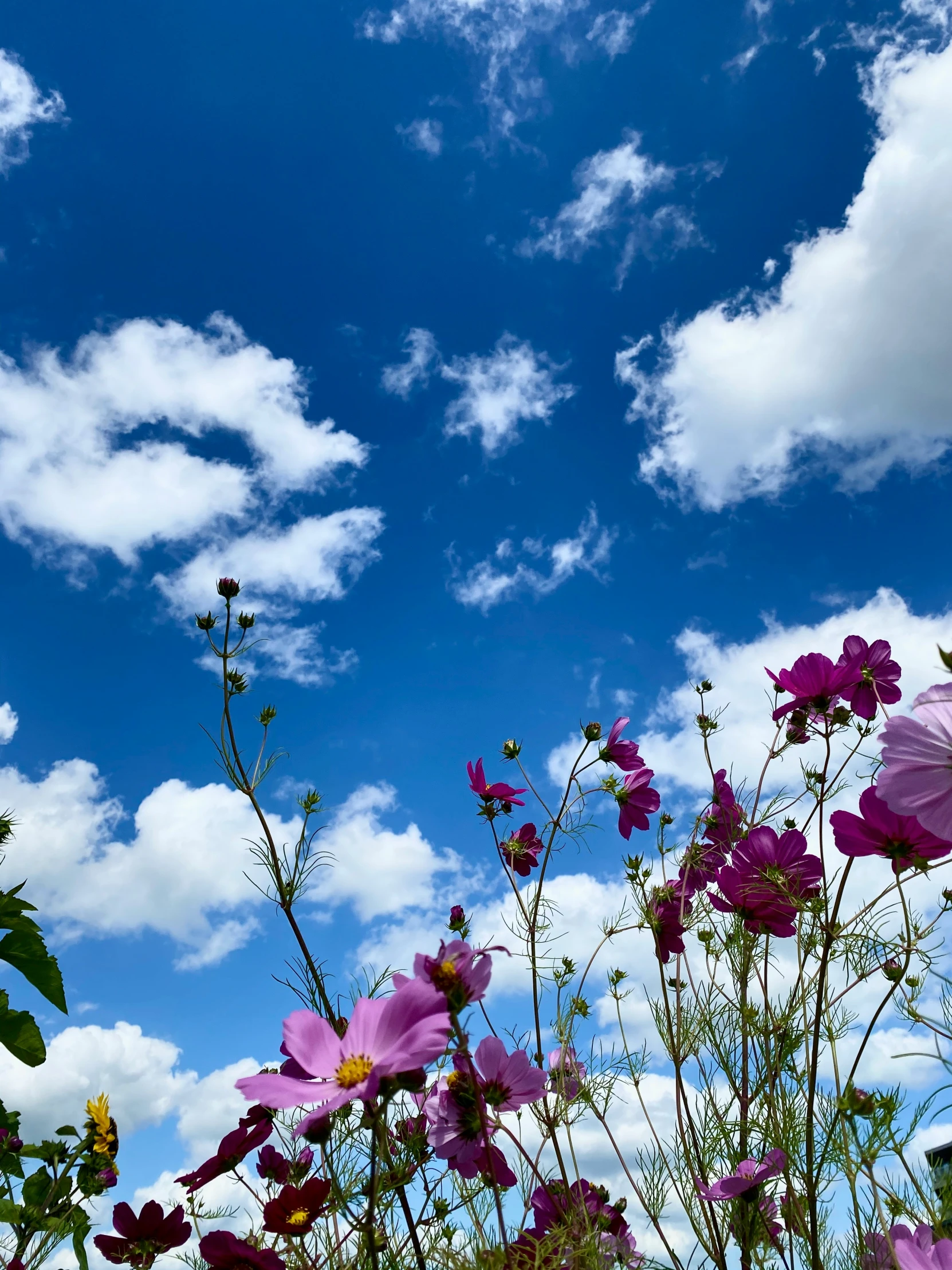 there are many flowers on this sunny day