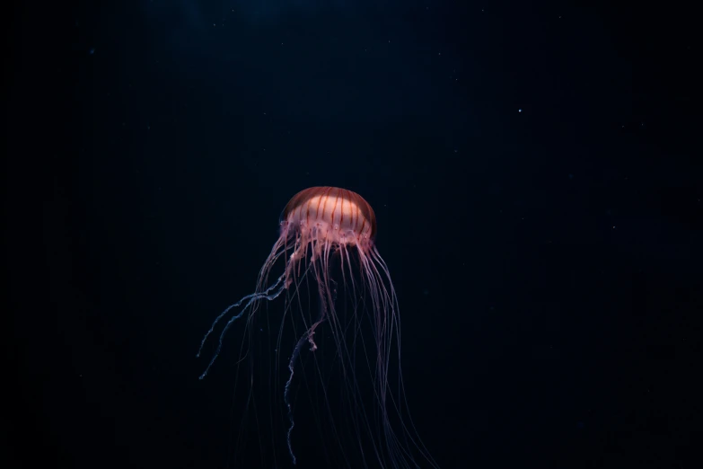 red jellyfish swimming on a dark ocean