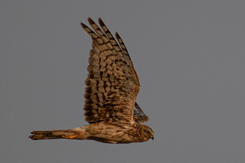 a bird that is flying in the sky