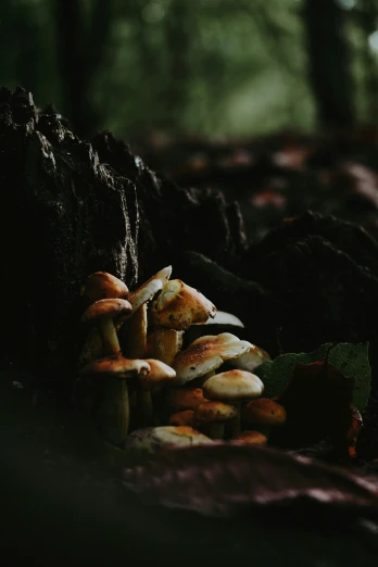 the mushrooms are on the ground next to the tree