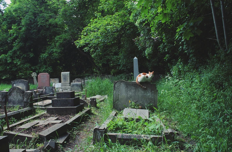 a cat laying on an old gravestone near a tree