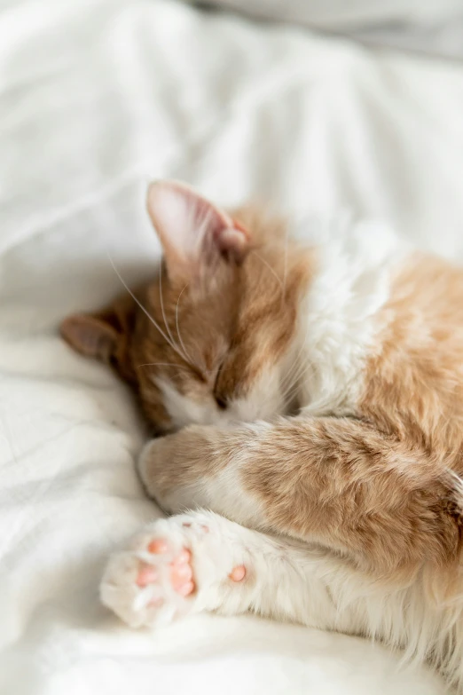 a cat sleeping on a white sheet with it's head resting