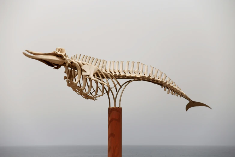 an image of a skeleton fish with many tails