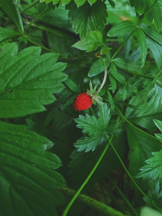 a red berries sitting on top of green leaves