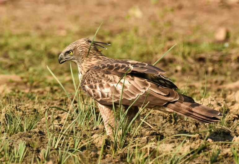 the hawk is standing in the grass and looking forward