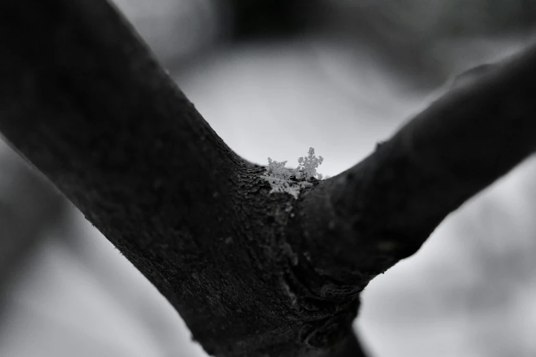 closeup of an apple tree nch with some snow flakes stuck on the nches
