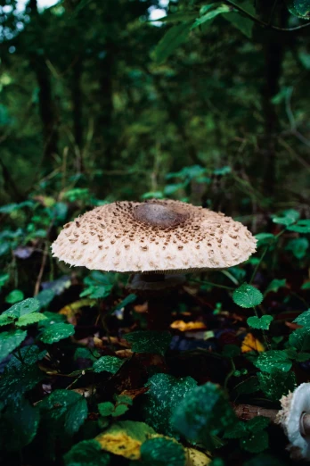 this is a mushroom in a forest