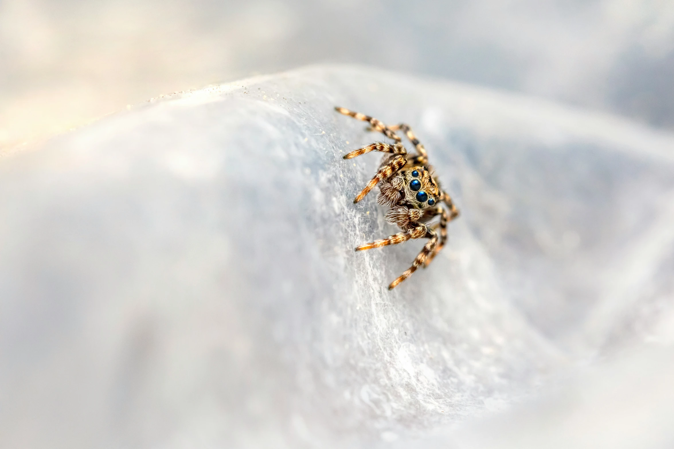 a spider is on the surface of a snow - covered blanket