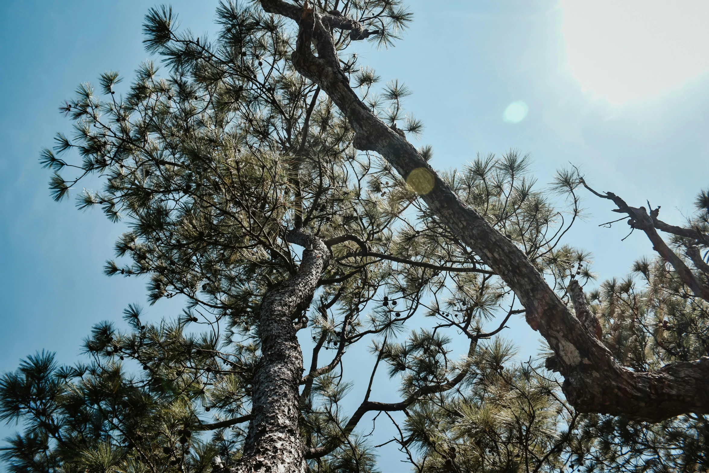 the bottom half of a pine tree looking upward at a bright blue sky