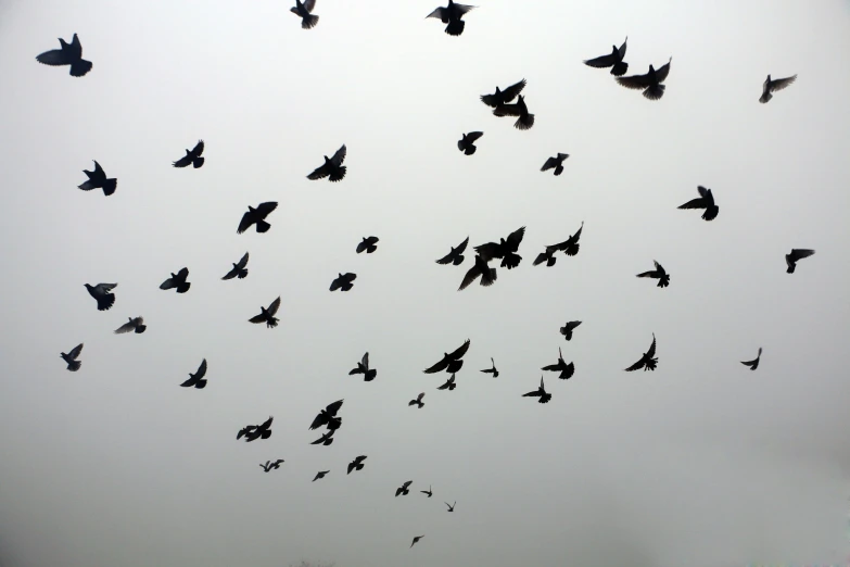 a flock of birds flying high in the sky