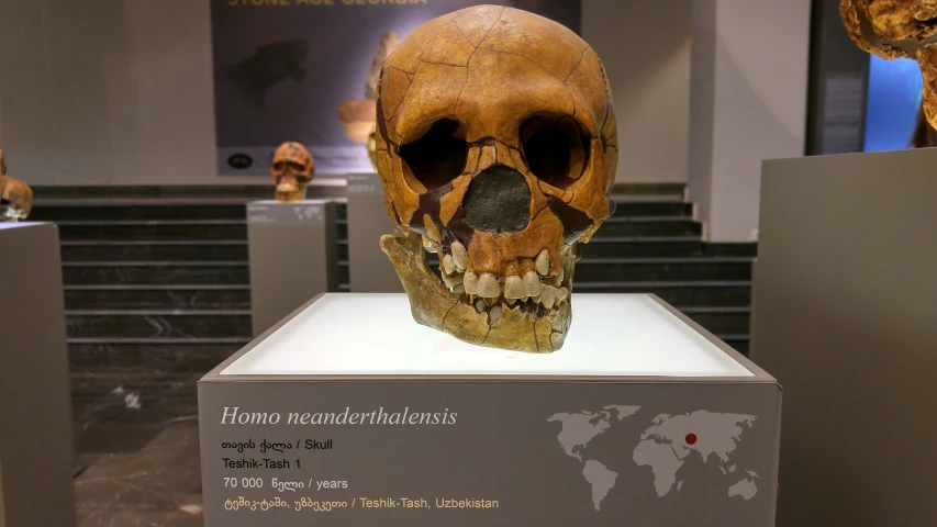 a human skull in a museum with a sign on display