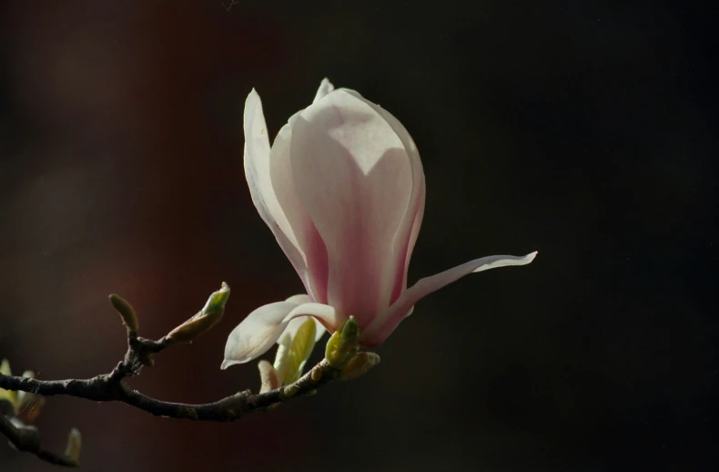 an orchid is growing in the dark near a twig