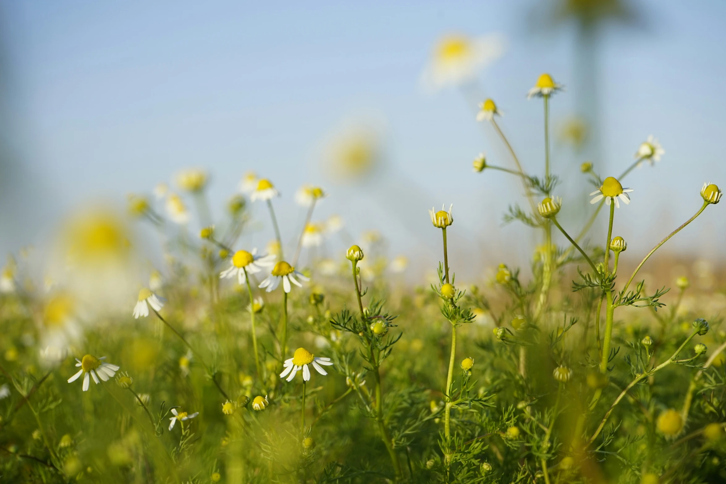 a field full of small white flowers on a sunny day