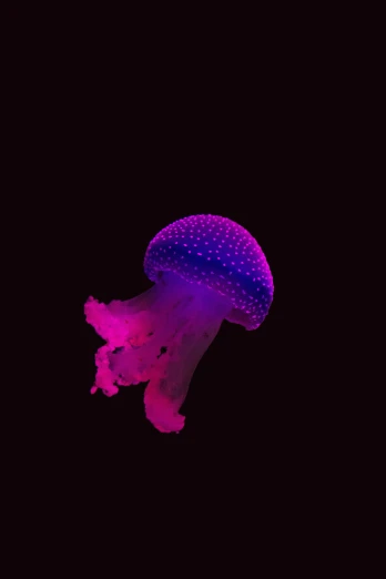 a big purple jellyfish in the dark