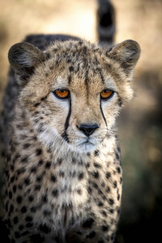 a cheetah's face with orange eyes is shown in this pograph