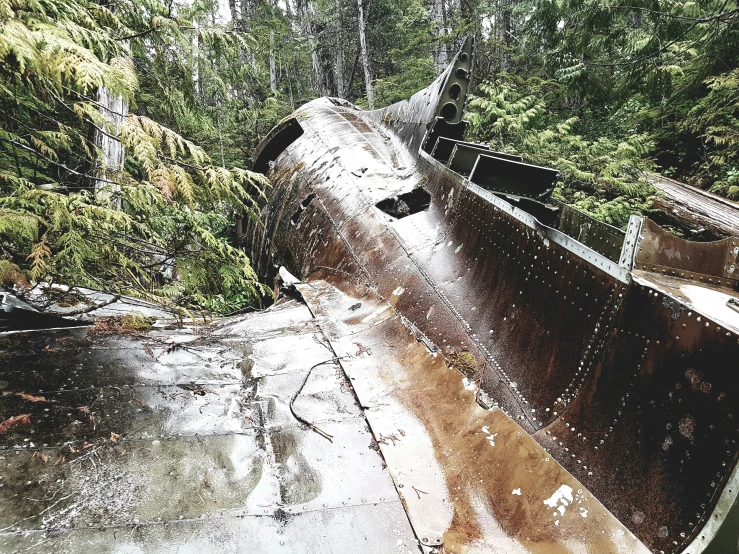 the ground below shows mud and trees and other vegetation