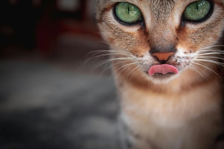 a close up view of a cat sticking out its tongue
