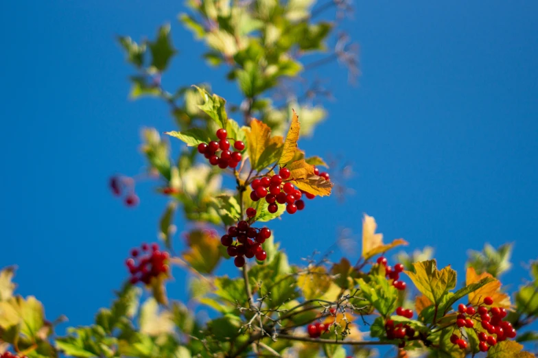 a berry growing on a nch with leaves and sky in the background