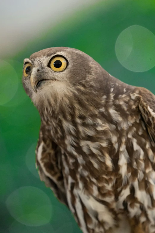 a brown and white owl with large yellow eyes looking off into the distance