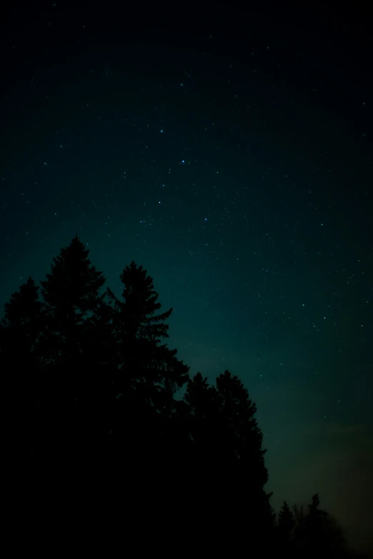 trees in the background under a dark sky with stars