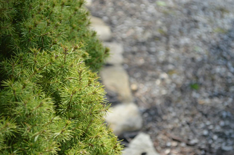 a stone pathway with grass growing up the side of it