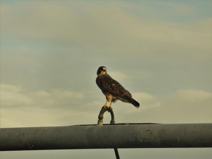 a bird standing on top of a metal beam