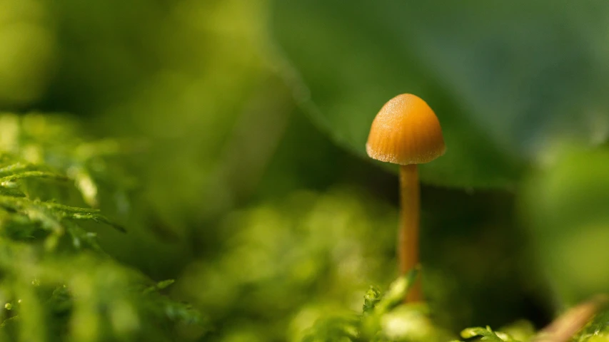 orange mushroom in mossy vegetation in the day