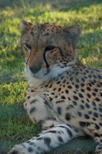 a cheetah laying on grass in the middle of a field