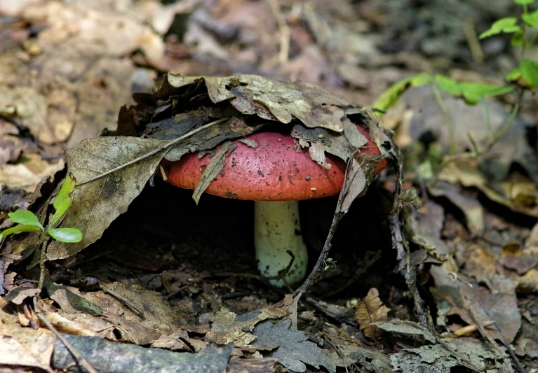 a very pretty red mushroom in the woods