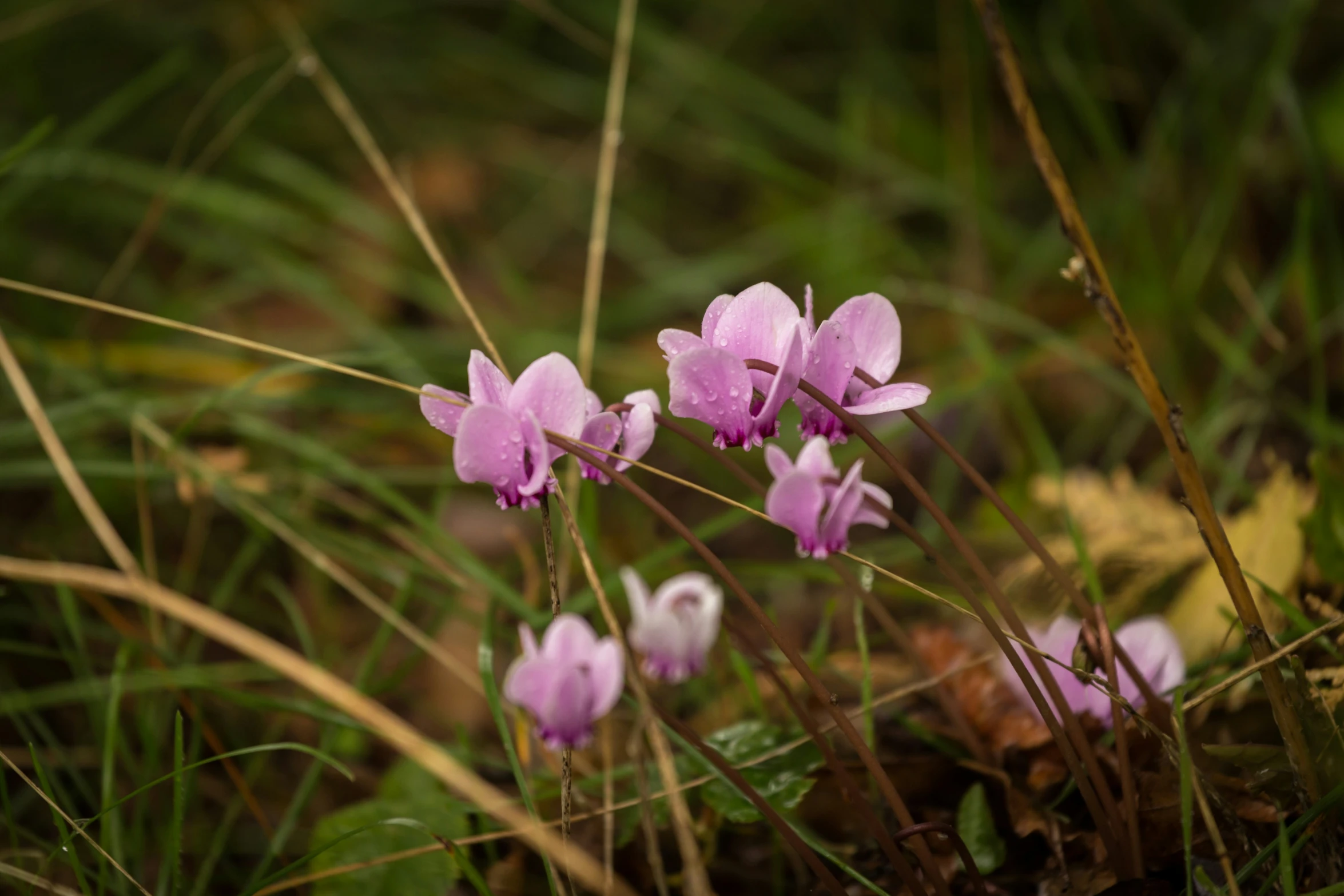 flowers that are in the grass near some leaves