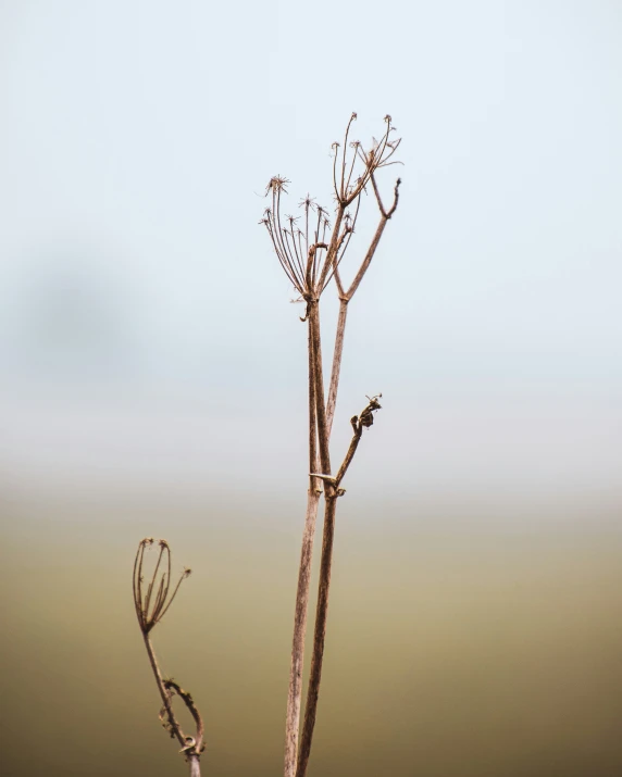 a tree nch with dry buds in the middle of winter