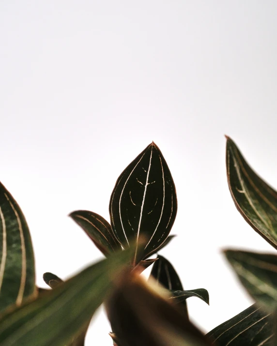 an image of an outdoor po with several leaves