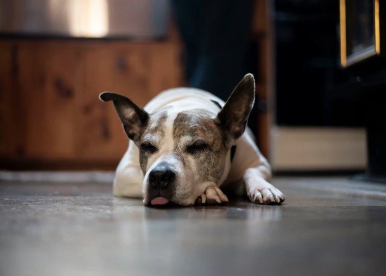 a dog lies on the floor looking sad