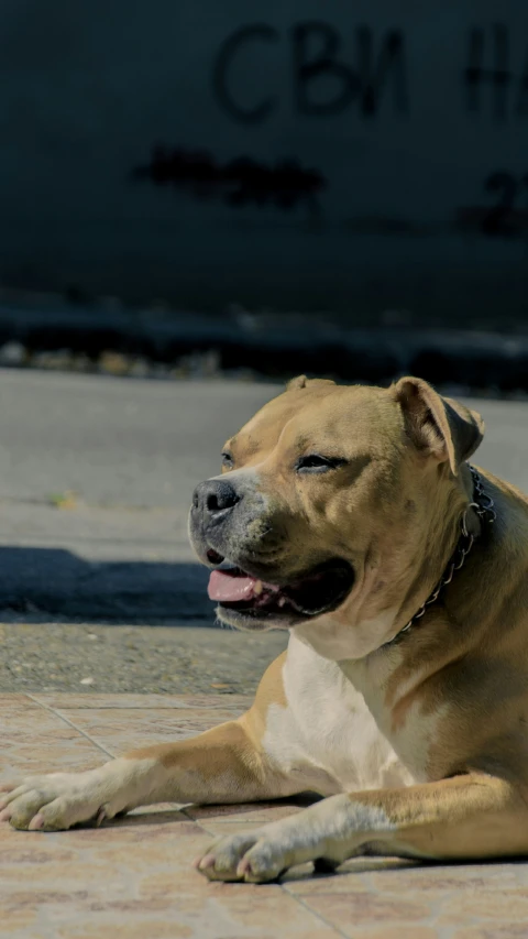 a dog sitting on a brick floor with a military aircraft in the background