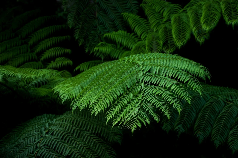 close up image of large green fern leaves