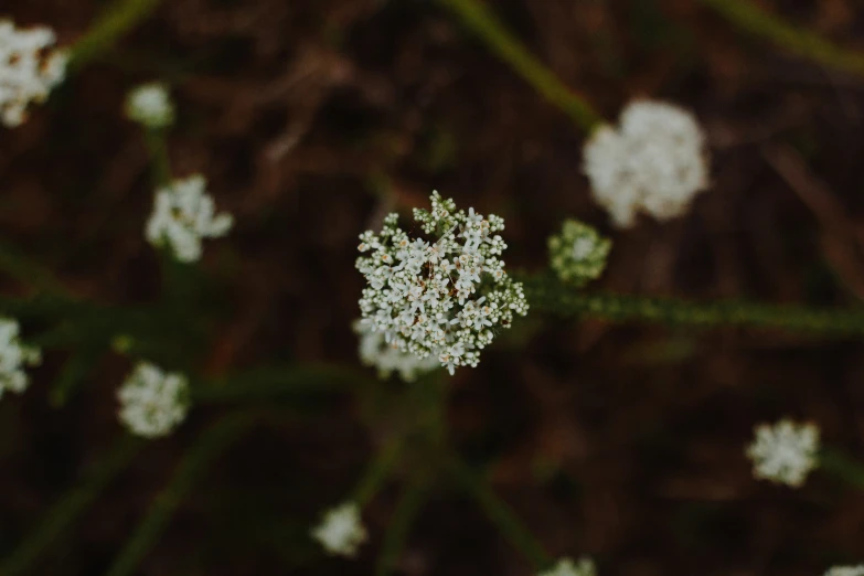 closeup of a white flower on brown stems