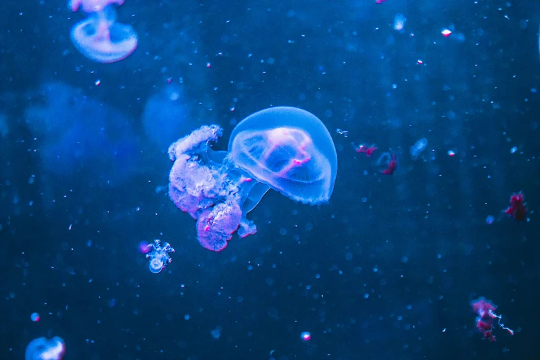 some jellyfish are swimming around in the water