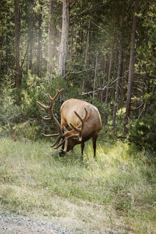 an elk grazing on grass near a forest