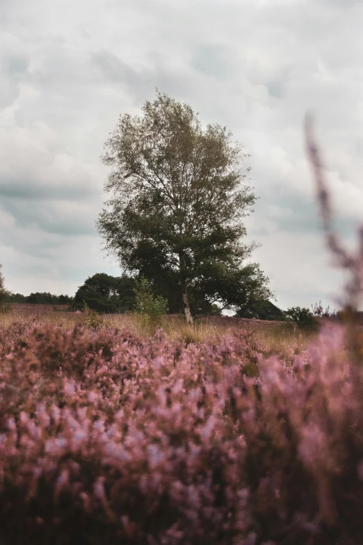 the big tree is next to the tall grassy field