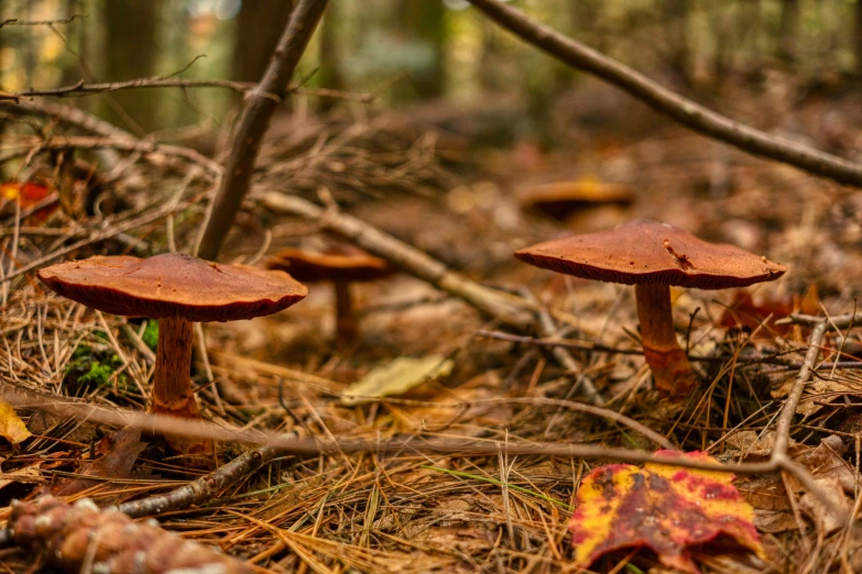 several mushrooms in the forest with a tree