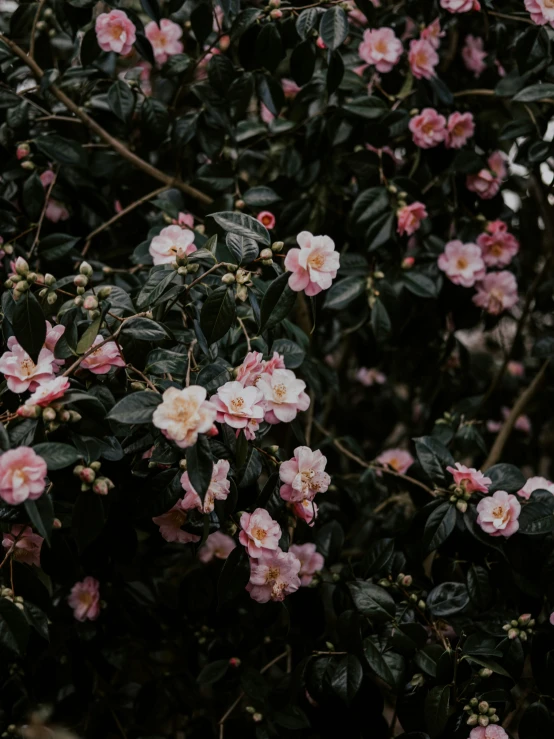 a bush full of pink flowers surrounded by leaves