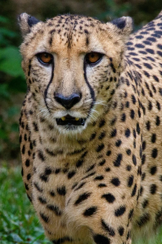 the big cheetah walks around looking at the camera