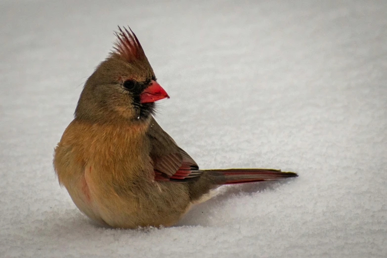 a female cardinal with an orange beak stands in the snow