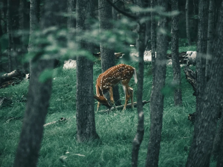 a small animal is standing in the middle of a forest